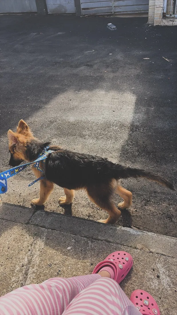Cachorro raça Pastor Alemão idade 2 a 6 meses nome Spark