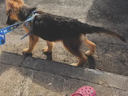 Cachorro raça Pastor Alemão idade 2 a 6 meses nome Spark