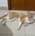 Tangerino