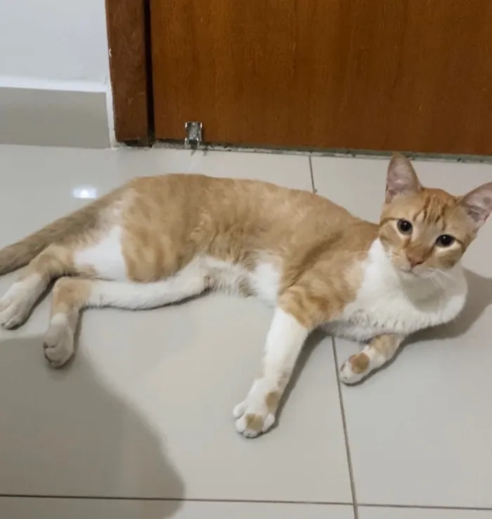 Gato raça SRD-ViraLata idade 1 ano nome Tangerino