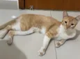 Tangerino