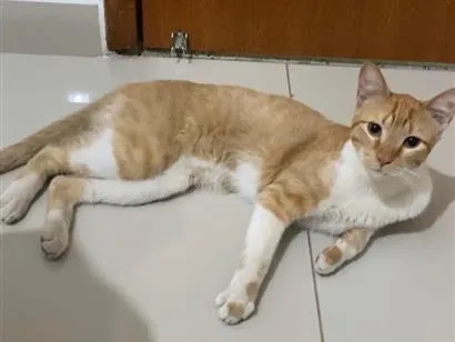 Gato raça SRD-ViraLata idade 1 ano nome Tangerino