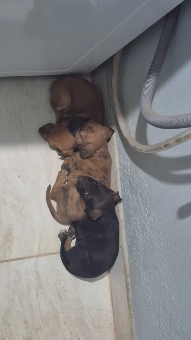 Cachorro raça SRD-ViraLata idade 2 a 6 meses nome Limonada, Monster e Batatinha