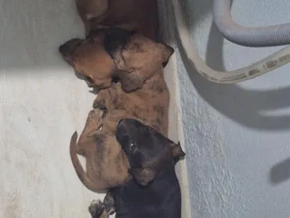Cachorro raça SRD-ViraLata idade 2 a 6 meses nome Limonada, Monster e Batatinha