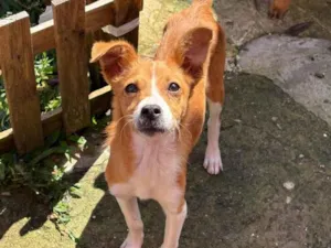 Cachorro raça SRD-ViraLata idade 2 a 6 meses nome Não tem nome 