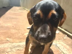 Cachorro raça SRD-ViraLata idade 2 a 6 meses nome Pitico 