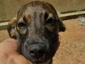 Cachorro raça SRD-ViraLata idade 2 a 6 meses nome Peteco 