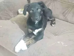 Cachorro raça SRD-ViraLata idade 2 a 6 meses nome Alcione