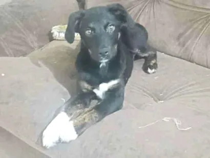 Cachorro raça SRD-ViraLata idade 2 a 6 meses nome Alcione