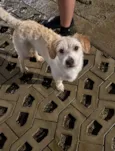 Chico 