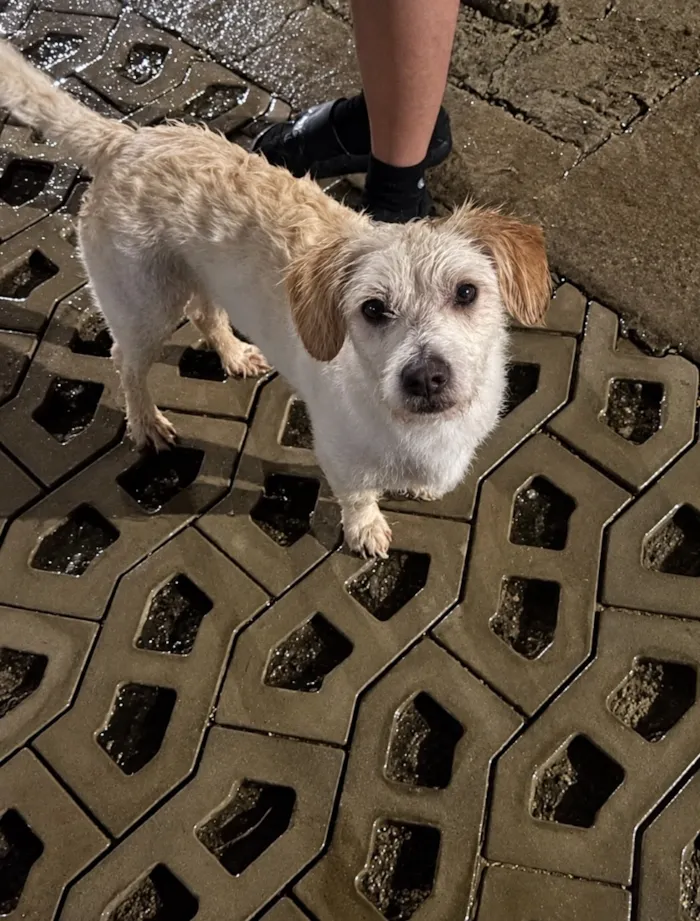 Cachorro raça SRD-ViraLata idade 2 anos nome Chico 