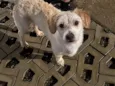 Chico 