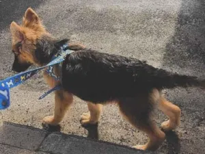 Cachorro raça Pastor Alemão idade 2 a 6 meses nome Spark