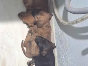 Cachorro raça SRD-ViraLata idade 2 a 6 meses nome Limonada, Monster e Batatinha