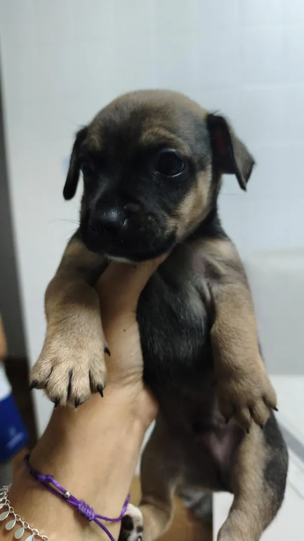 Cachorro raça SRD-ViraLata idade Abaixo de 2 meses nome Dengoso,Catarina,jôjô, Miguel e Fofinha