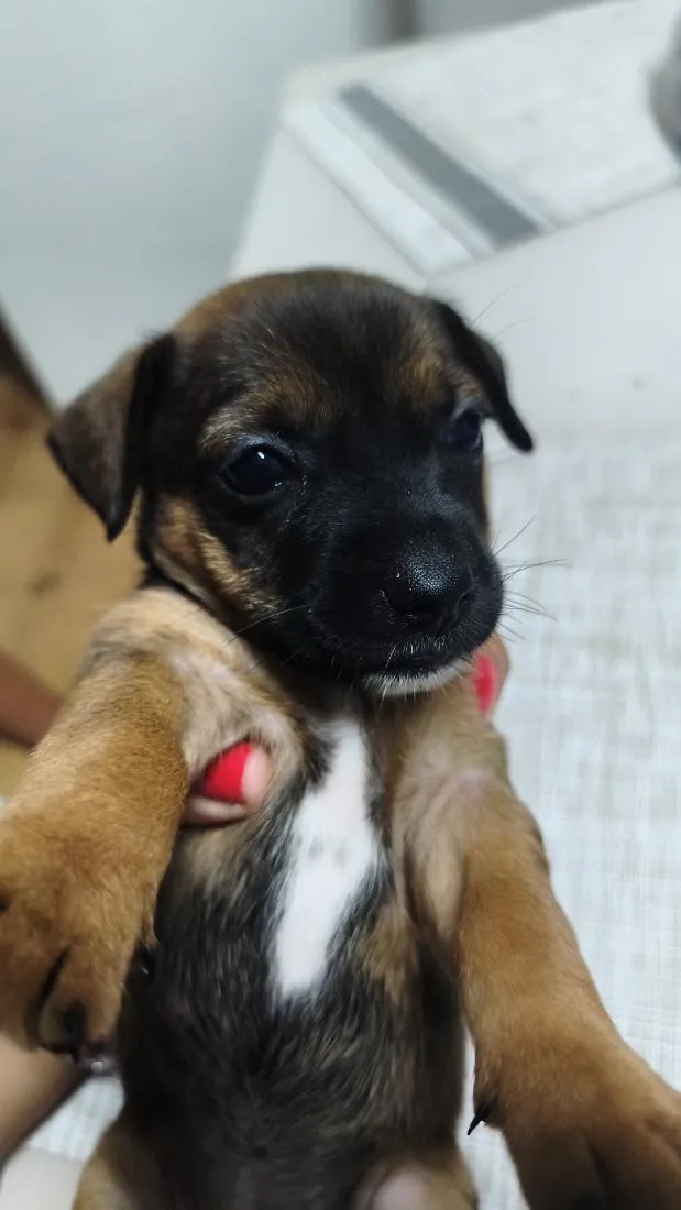 Cachorro raça SRD-ViraLata idade Abaixo de 2 meses nome Dengoso,Catarina,jôjô, Miguel e Fofinha