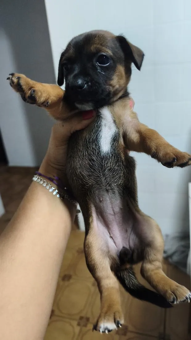 Cachorro raça SRD-ViraLata idade Abaixo de 2 meses nome Dengoso,Catarina,jôjô, Miguel e Fofinha