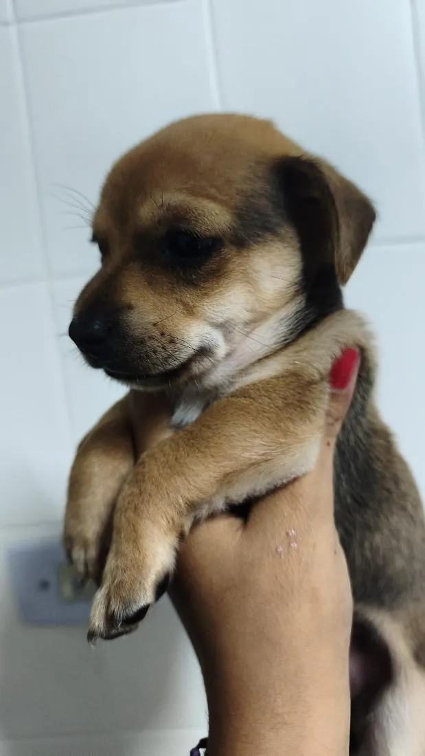 Cachorro raça SRD-ViraLata idade Abaixo de 2 meses nome Dengoso,Catarina,jôjô, Miguel e Fofinha