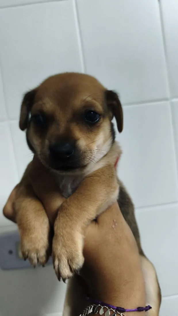 Cachorro raça SRD-ViraLata idade Abaixo de 2 meses nome Dengoso,Catarina,jôjô, Miguel e Fofinha