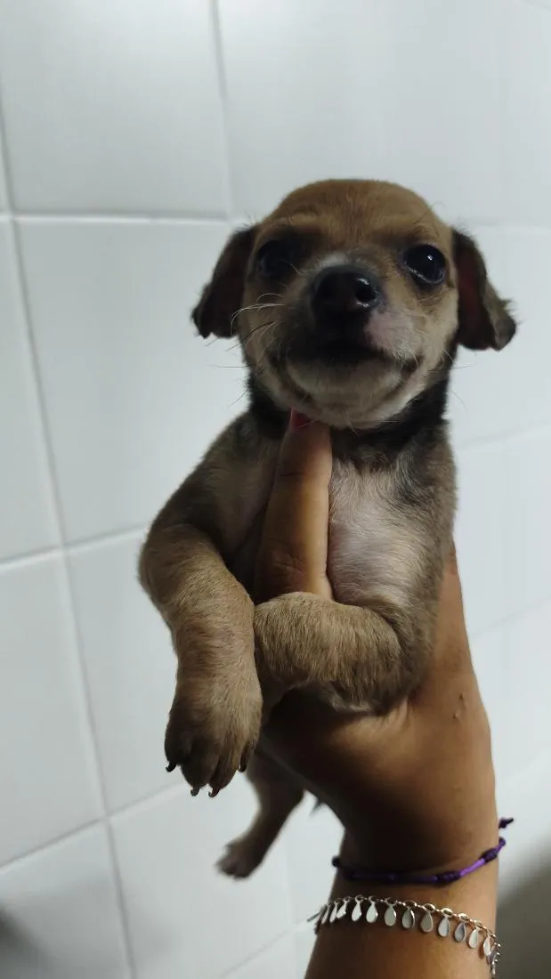 Cachorro raça SRD-ViraLata idade Abaixo de 2 meses nome Dengoso,Catarina,jôjô, Miguel e Fofinha