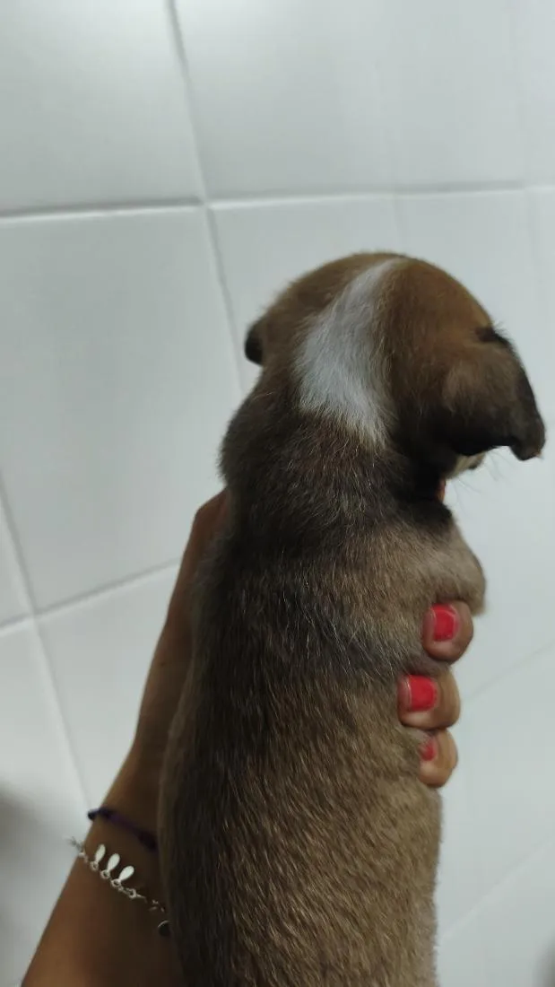 Cachorro raça SRD-ViraLata idade Abaixo de 2 meses nome Dengoso,Catarina,jôjô, Miguel e Fofinha