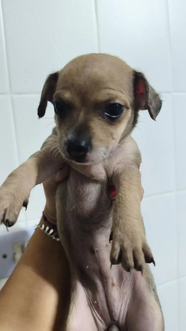 Cachorro raça SRD-ViraLata idade Abaixo de 2 meses nome Dengoso,Catarina,jôjô, Miguel e Fofinha
