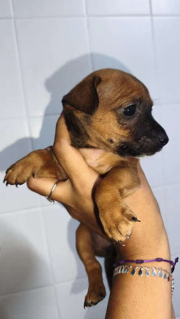 Cachorro raça SRD-ViraLata idade Abaixo de 2 meses nome Dengoso,Catarina,jôjô, Miguel e Fofinha