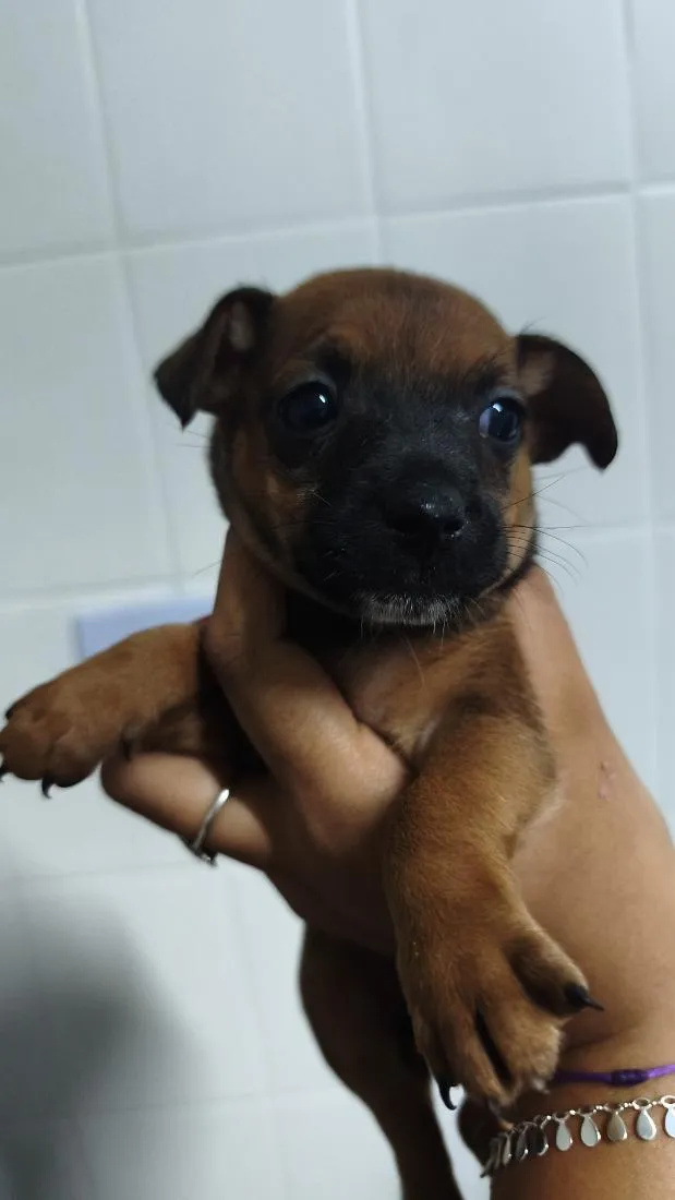 Cachorro raça SRD-ViraLata idade Abaixo de 2 meses nome Dengoso,Catarina,jôjô, Miguel e Fofinha