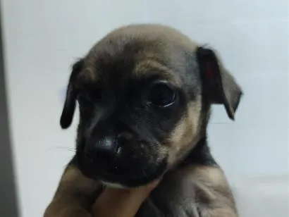 Cachorro raça SRD-ViraLata idade Abaixo de 2 meses nome Dengoso,Catarina,jôjô, Miguel e Fofinha