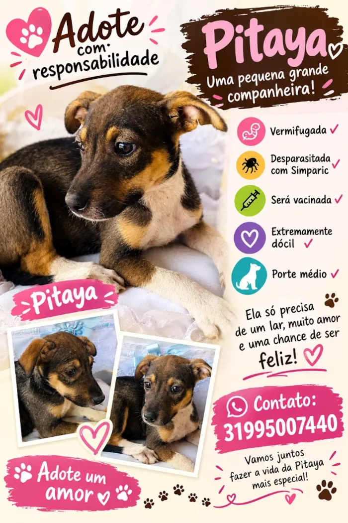 Cachorro raça SRD-ViraLata idade 2 a 6 meses nome Pitaya