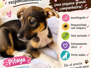Cachorro raça SRD-ViraLata idade 2 a 6 meses nome Pitaya