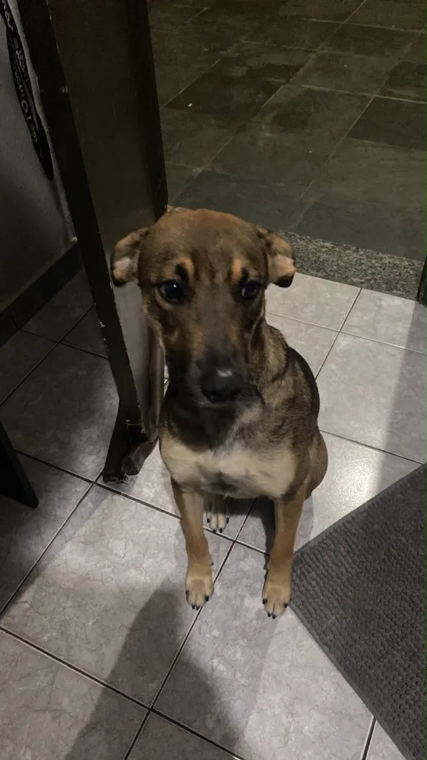 Cachorro raça SRD-ViraLata idade 2 anos nome Muttley