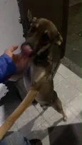 Muttley