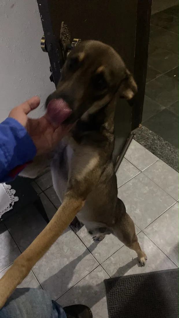 Cachorro raça SRD-ViraLata idade 2 anos nome Muttley