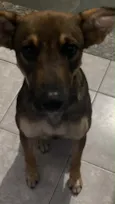 Muttley