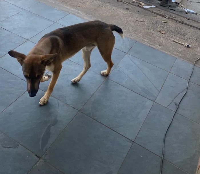 Cachorro raça SRD-ViraLata idade 2 anos nome Muttley