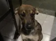 Muttley