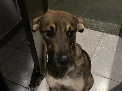 Cachorro raça SRD-ViraLata idade 2 anos nome Muttley