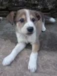 lufi