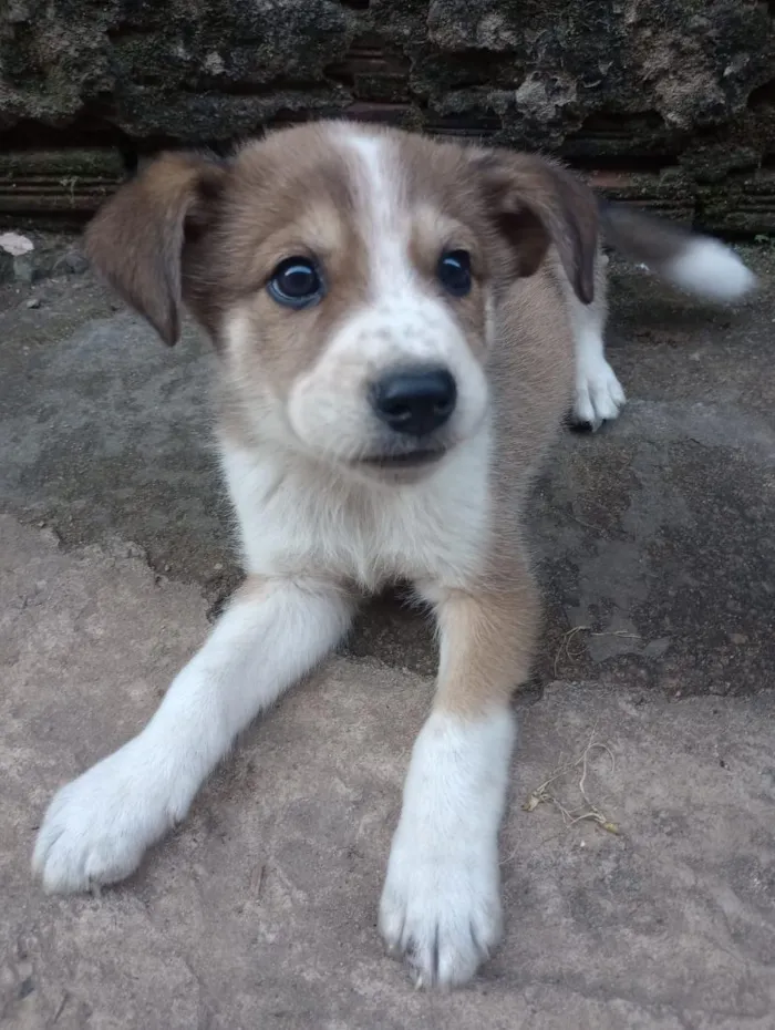Cachorro raça SRD-ViraLata idade 2 a 6 meses nome lufi