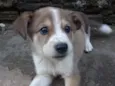 lufi