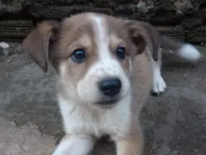 Cachorro raça SRD-ViraLata idade 2 a 6 meses nome lufi
