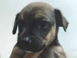 Cachorro raça SRD-ViraLata idade Abaixo de 2 meses nome Dengoso,Catarina,jôjô, Miguel e Fofinha