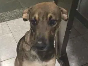 Cachorro raça SRD-ViraLata idade 2 anos nome Muttley