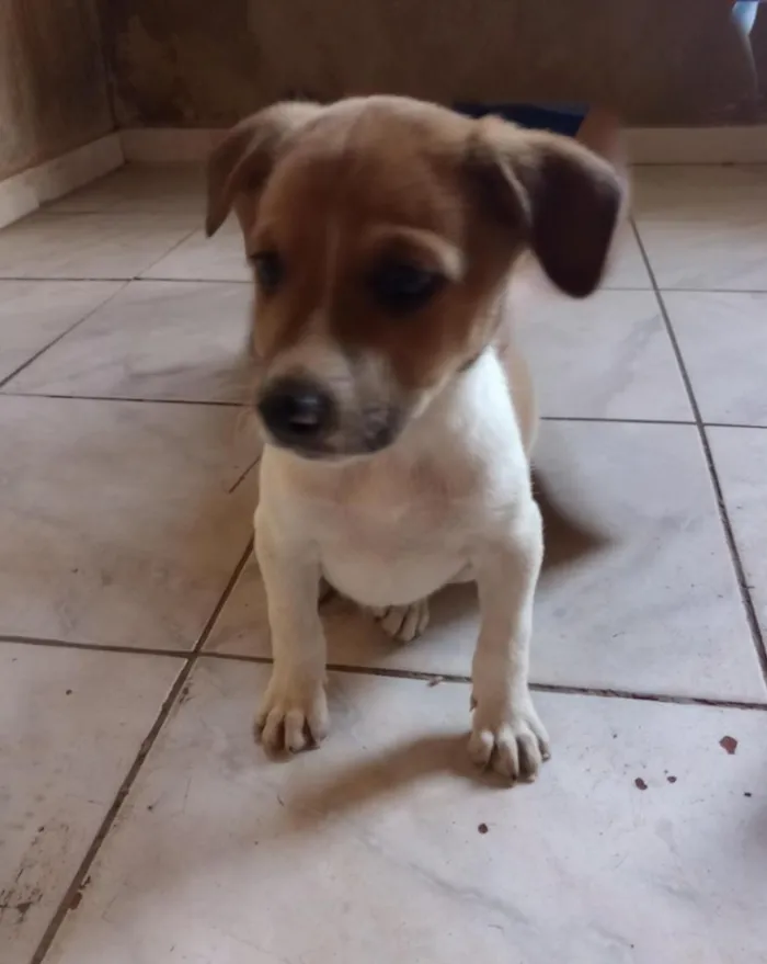 Cachorro raça SRD-ViraLata idade 2 a 6 meses nome princesinha 