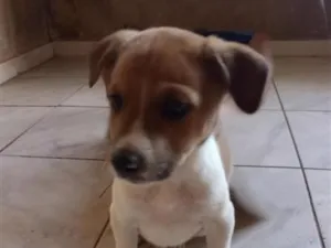 Cachorro raça SRD-ViraLata idade 2 a 6 meses nome princesinha 