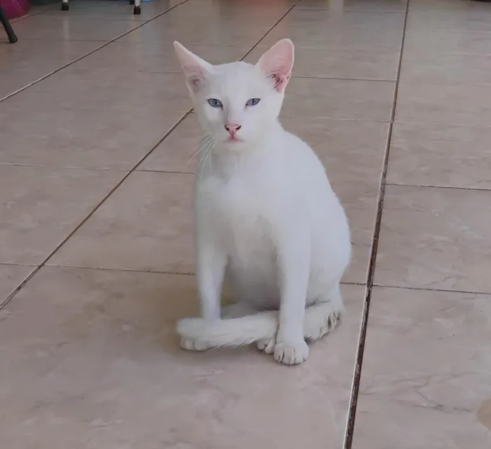 Gato raça SRD-ViraLata idade 2 a 6 meses nome Branquinho 