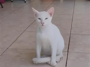 Gato raça SRD-ViraLata idade 2 a 6 meses nome Branquinho 