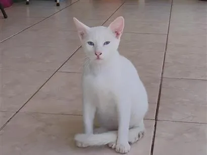 Gato raça SRD-ViraLata idade 2 a 6 meses nome Branquinho 