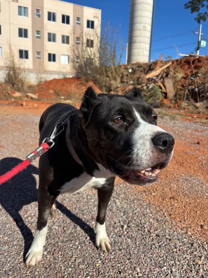 Cachorro raça Pit-Bull idade 6 ou mais anos nome Safira